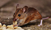 24 Hour & Emergency Exterminators in East Bend, NC